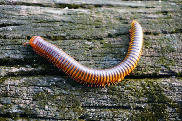 Red Millipede Animal, Insect, Africa, South Africa, Millipede giant african millipede stock pictures, royalty-free photos & images