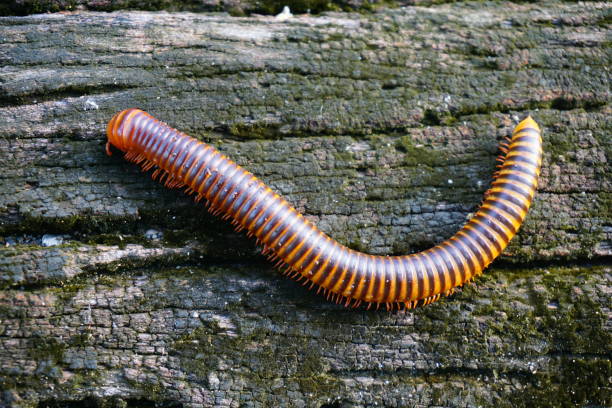 Red Millipede Animal, Insect, Africa, South Africa, Millipede giant african millipede stock pictures, royalty-free photos & images