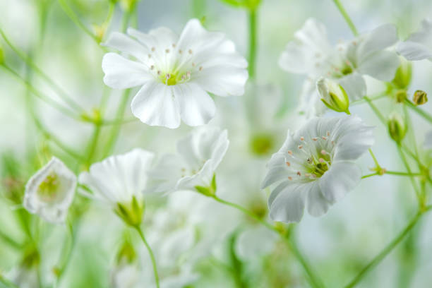 sfondo di fiori selvatici bianchi e verdi splendidamente - flower bed plant spring selective focus foto e immagini stock