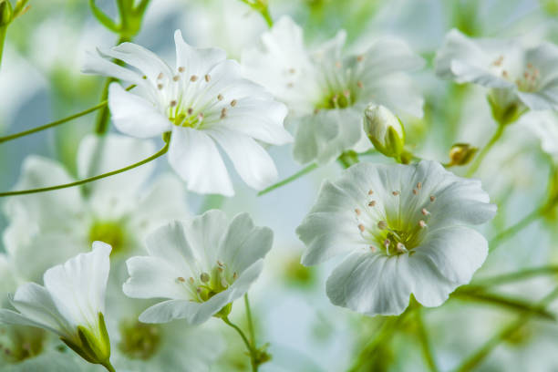 sfondo di fiori selvatici bianchi e verdi splendidamente - flower bed plant spring selective focus foto e immagini stock