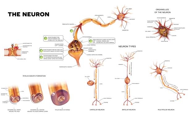 ilustraciones, imágenes clip art, dibujos animados e iconos de stock de la neurona - nerve cell human nervous system biology synapse