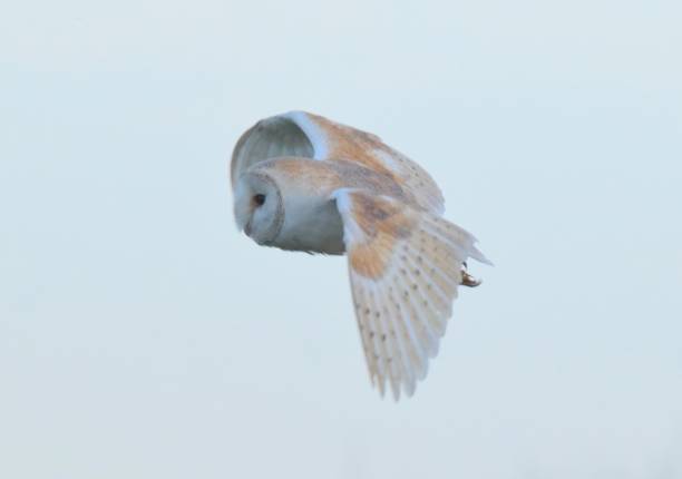 istock barn owl bird of prey in flight flying at sunset dusk 806895200