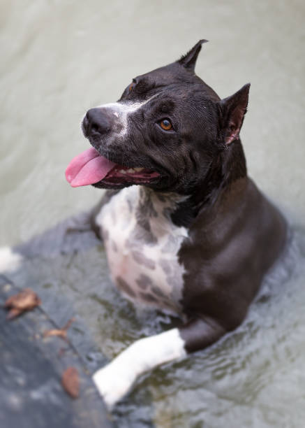 American Staffordshire Terrier in the river American Staffordshire Terrier in the river american stafford pitbull dog stock pictures, royalty-free photos & images