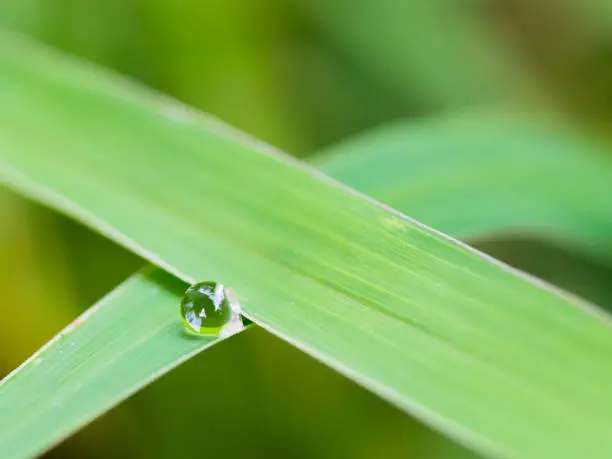 Water drop on the green leaf in the morning time,Concept of Purposeful and Commitment