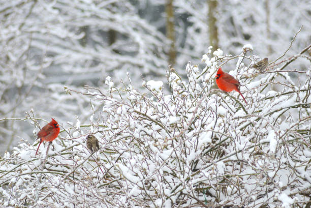 istock Two red Cardinals perch on a snowy rose bush. 806897674