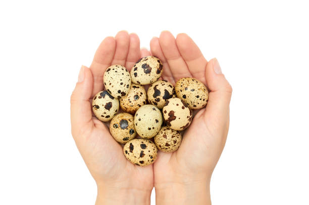 Female hands hold a Quail raw eggs. Isolated on white background
