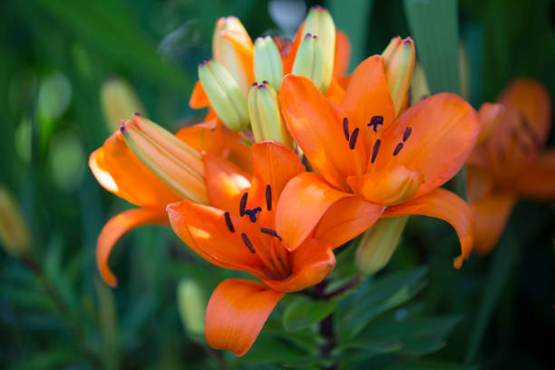istock Lilium, Orange flower - Stock image 806898168