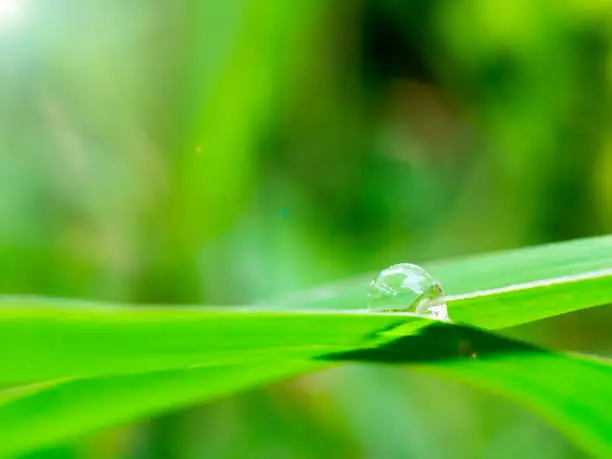 Water drop on the green leaf in the morning time,Concept of Purposeful and Commitment