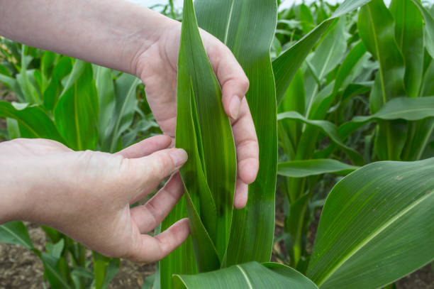 istock Examination corn leaf. Agriculture rural scene. 806900984