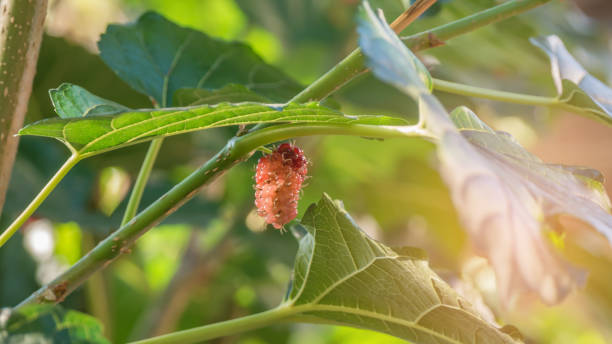 istock ripe mulberries fruits 806901182