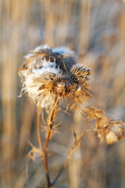 istock Dry thistles illuminated by the sun in the autumn day 806901332