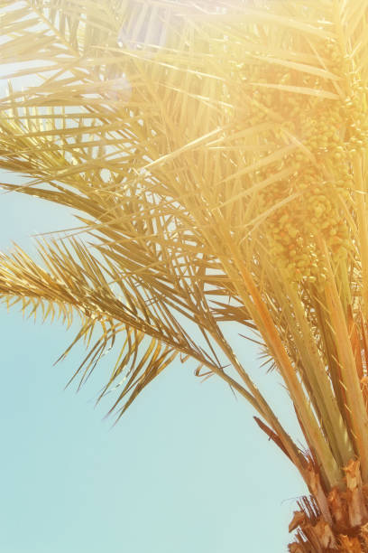 istock Background of Tropical holiday 806904078
