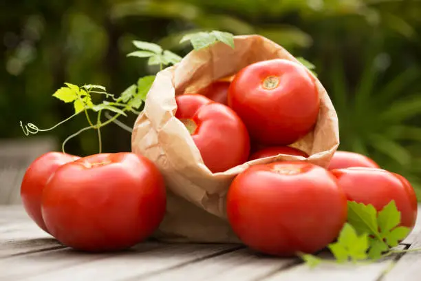Front view photography of a pile of ripe organic red and appetizing tomatoes in paper bag on rustic wooden table, outdoors, sunlight, garden. Nature background. Country style. Horizontal composition. Artistic photo. Still life.