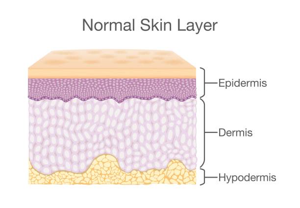 ilustrações de stock, clip art, desenhos animados e ícones de components of human skin layer in vector style. - physical checkup