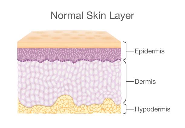 Components of human Skin layer in vector style. Layer of Healthy Human Skin in vector style and components information. Illustration about medical diagram. skin stock illustrations