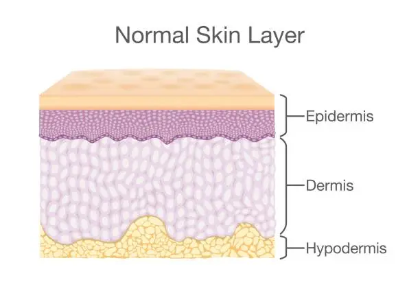 Vector illustration of Components of human Skin layer in vector style.