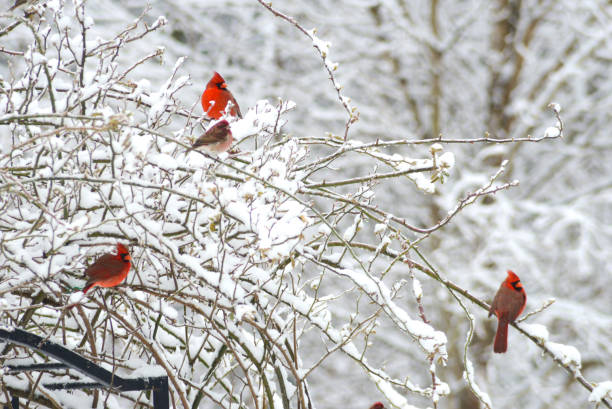 istock Three red Cardinals sitting in one bush. 806907040