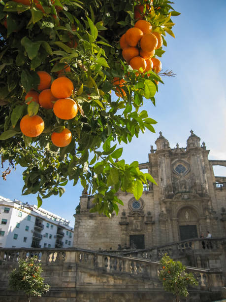 istock Cathedral and  oranges in Jerez de la Frontera 806907178