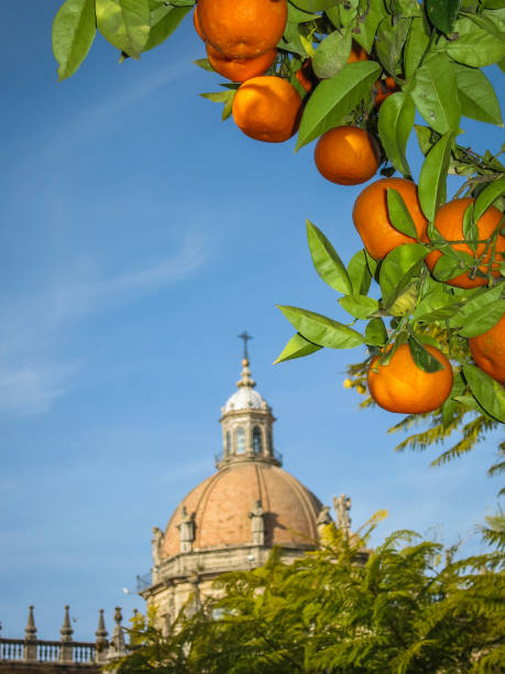 istock Cathedral and  oranges in Jerez de la Frontera 806907304