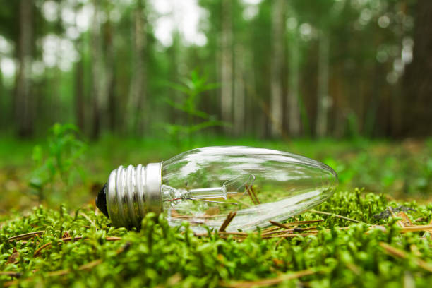 istock A light bulb on the grass on the background of a forest. 806915064