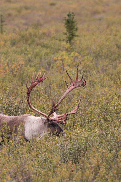 istock Barren Ground Caribou Bull 806917606