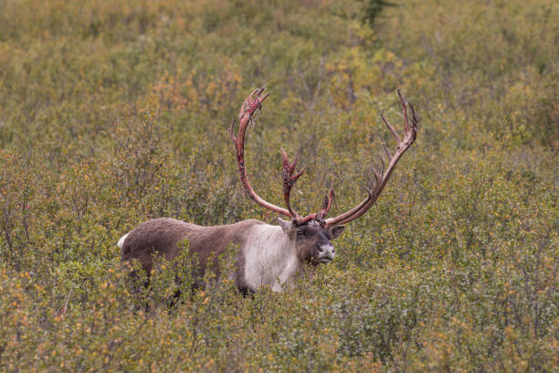 a barren ground caribou bull shedding his velvet in early fall