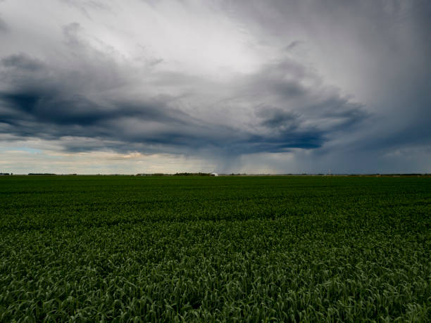 istock Rainy day over the crops in the farm fields 806928334