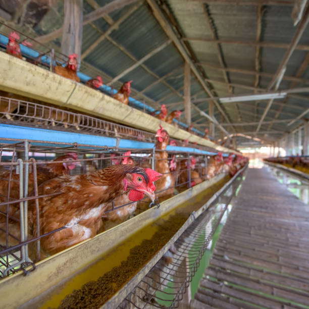 istock Chickens in the farm. 806936446
