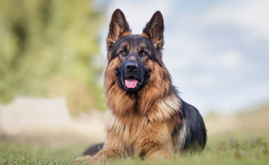 Healthy purebred dog photographed outdoors in the nature on a sunny day.