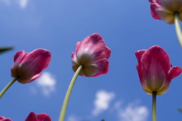 istock Tulips in the park 806944146