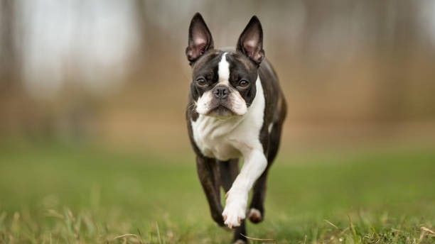Boston terrier dog stock photo