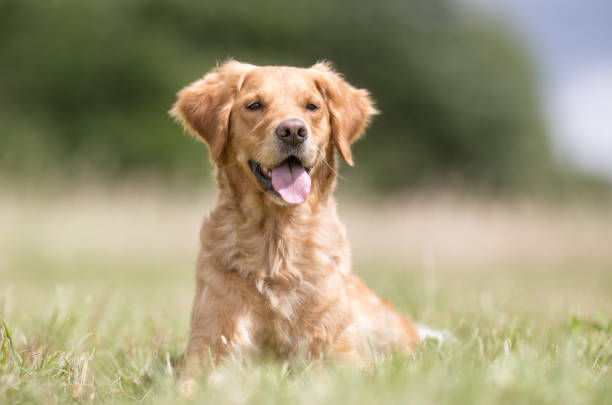 istock Golden retriever dog 806946608