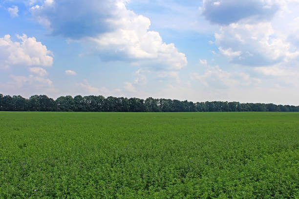 vert champ vue de lucerne sous ciel bleu - photography cloud plantation plant photos et images de collection