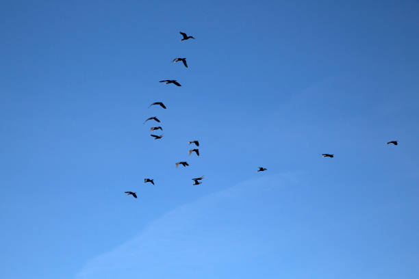 istock Great cormorants between feeding water and colony 806947406