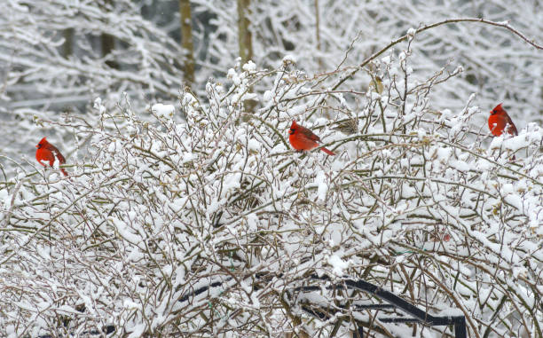 istock Three red Cardinals sitting in a snow covered Rose Bush. 806947448