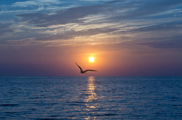 istock Sunset over the sea. Flying Seagull 806979304