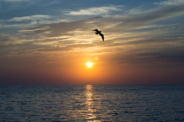 istock Sunset over the sea. Flying Seagull 806979316