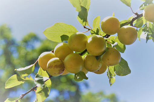 Yellow greengages on the tree branch