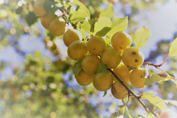 greengages amarelos - hroizontal - fotografias e filmes do acervo