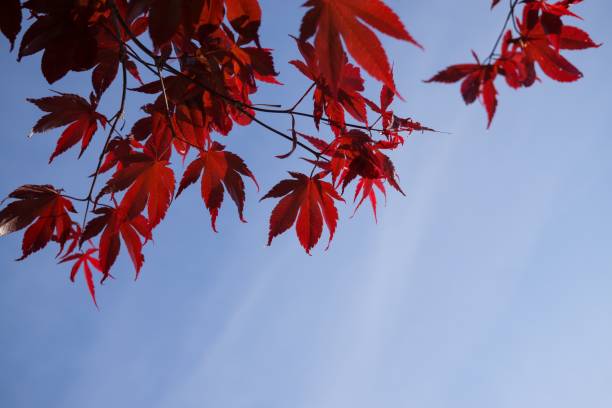 istock Leaves of the red maple tree. 806981818