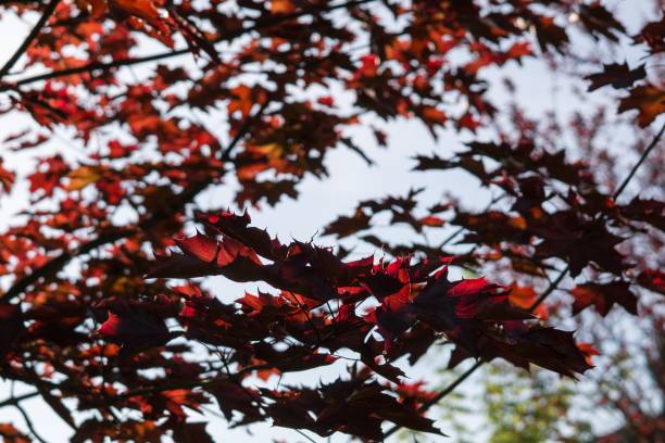 istock Leaves of the red maple tree. 806981832