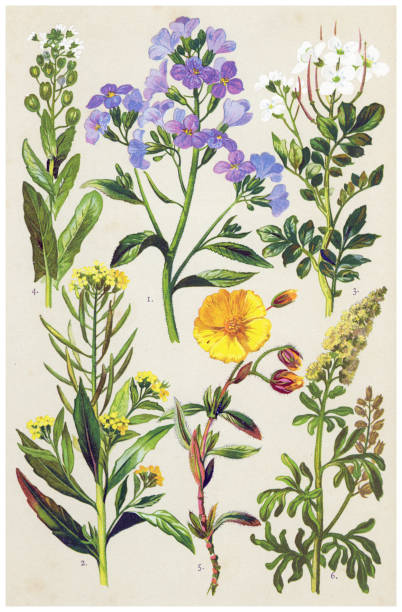 Medicinal and Herbal Plants Antique illustration of a Medicinal and Herbal Plants.  cardamine amara stock illustrations
