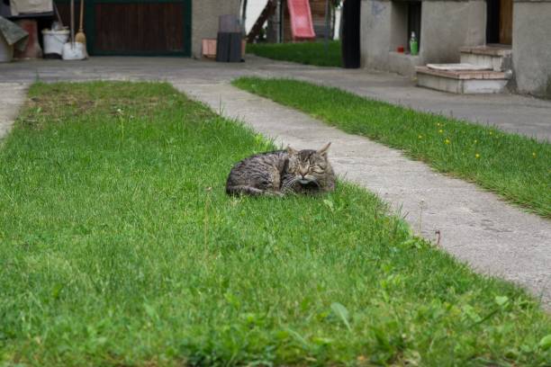 istock Cat in the garden. 806982094