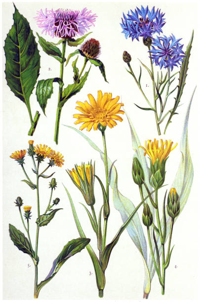 rośliny lecznicze i ziołowe - chaber stock illustrations