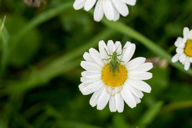 Grasshopper on a daisy flower. Grasshopper on a daisy flower. Slovakia red routine land insects stock pictures, royalty-free photos & images