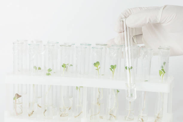 istock Biotechnological research in the laboratory 806985038