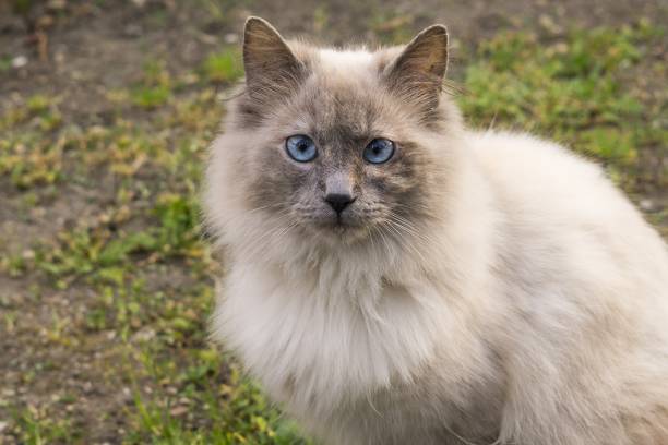 istock Cat in the garden. 806985216
