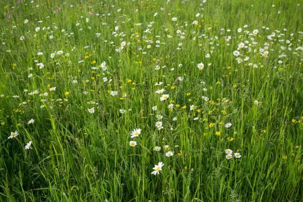 Meadow flowers. Slovakia