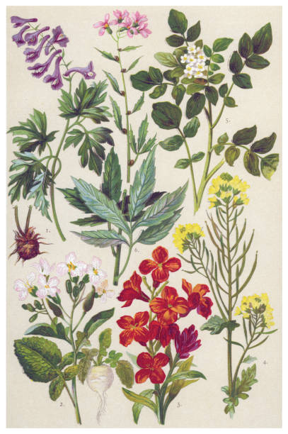 Medicinal and Herbal Plants Antique illustration of a Medicinal and Herbal Plants.  cheiranthus cheiri stock illustrations