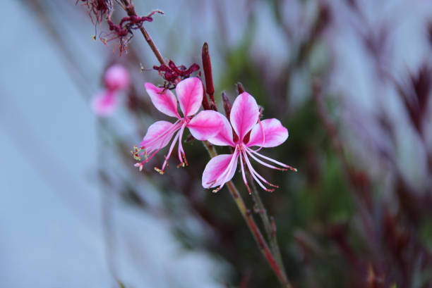 istock Pink gaura lindheimeri flower 806985942